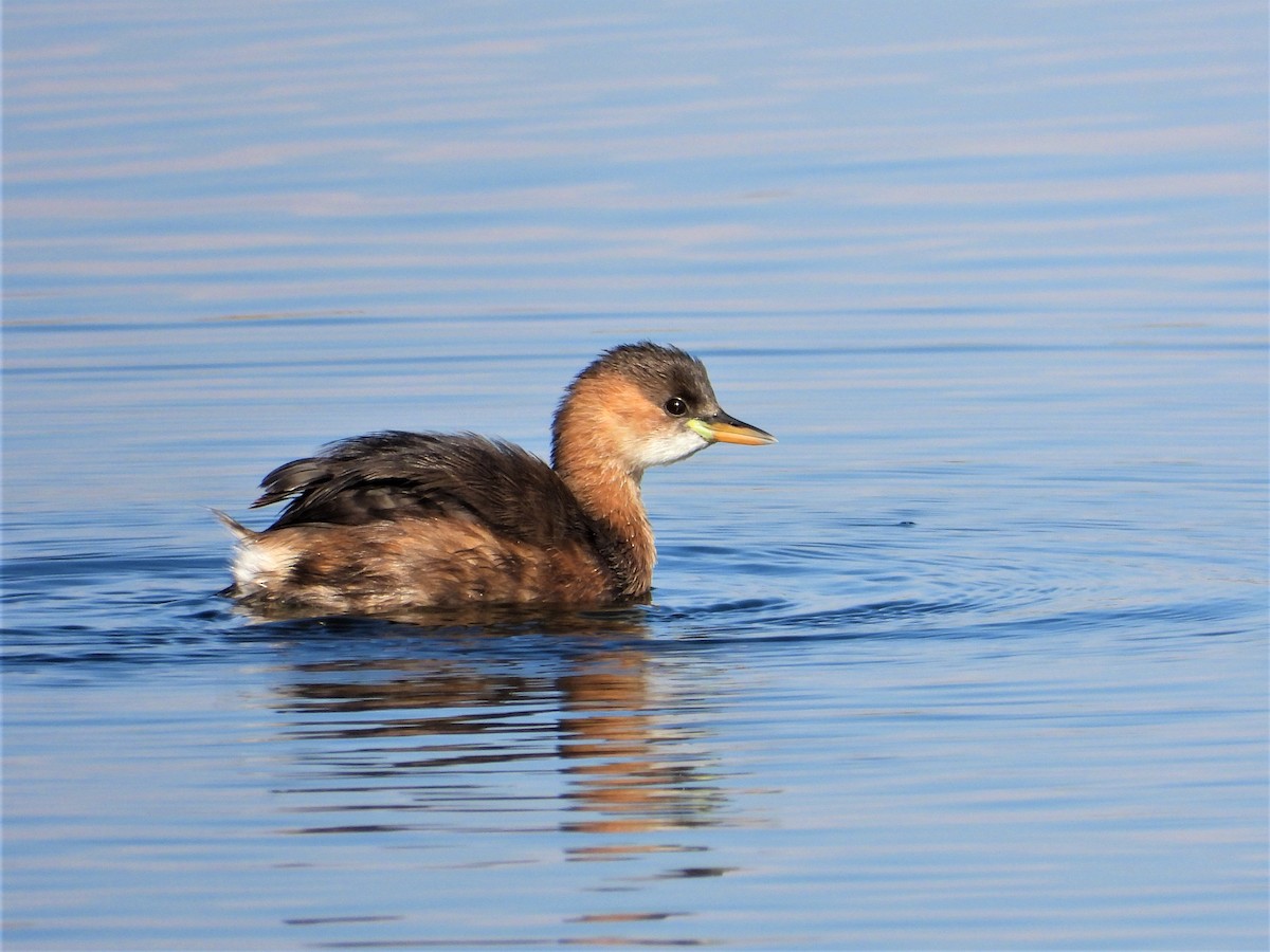 Little Grebe - ML384932241