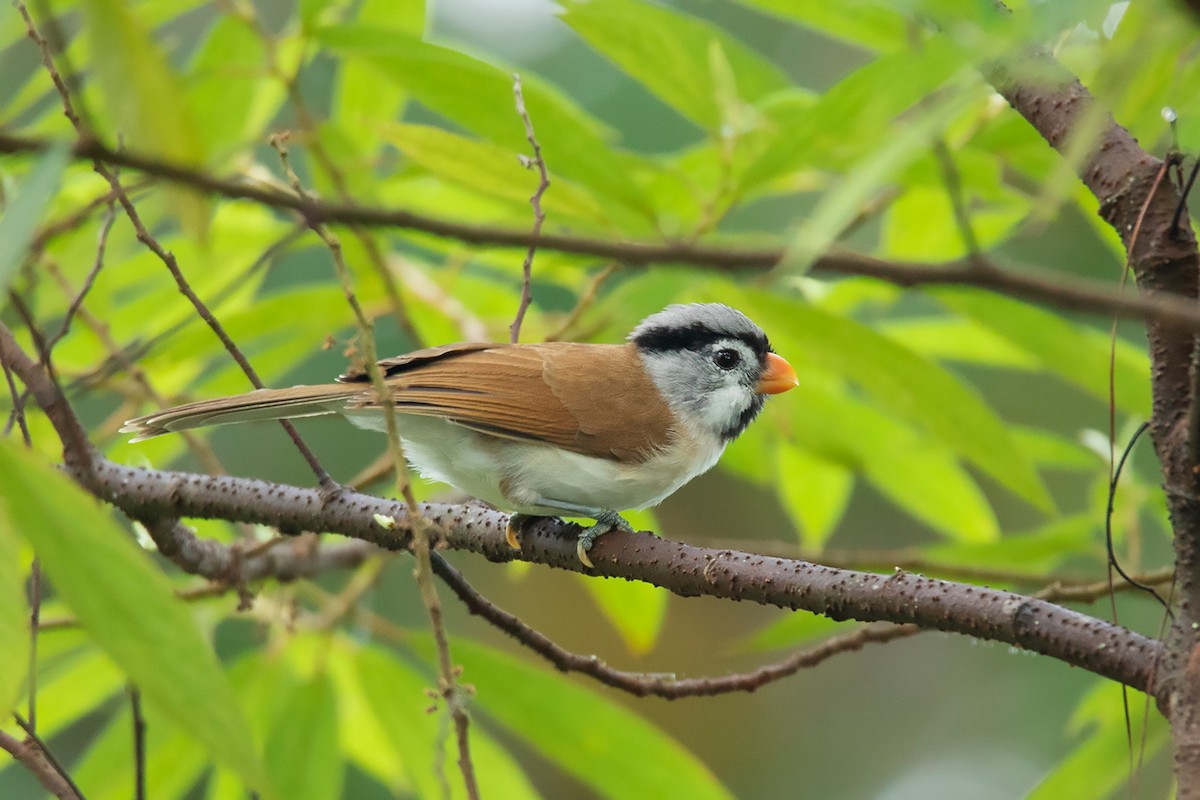 Gray-headed Parrotbill - ML384932681