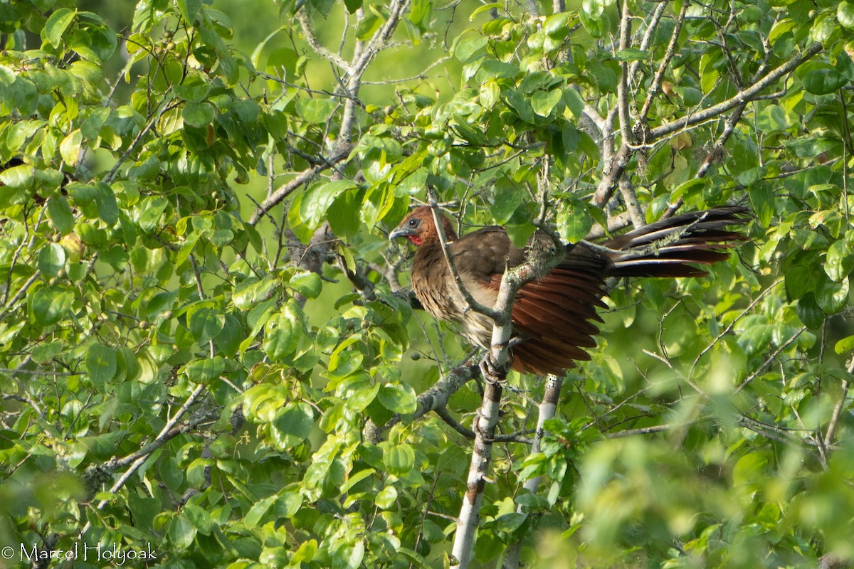 Rufous-headed Chachalaca - Marcel Holyoak