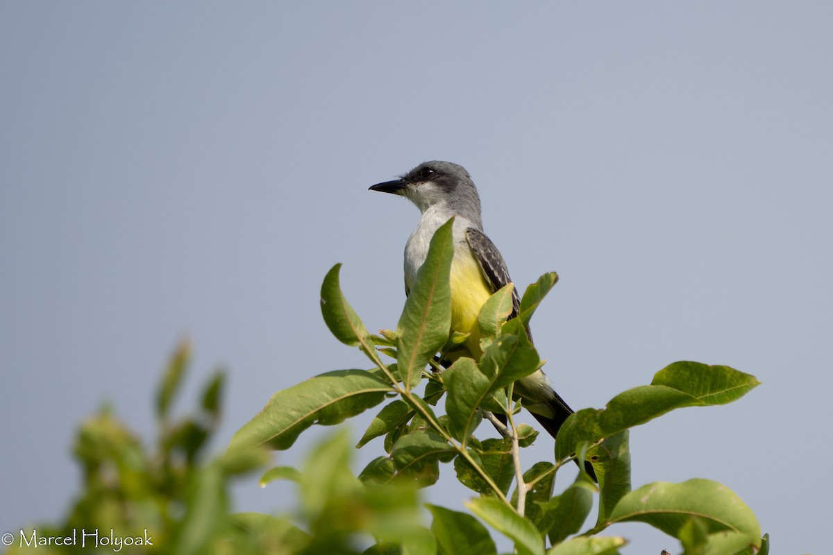 Snowy-throated Kingbird - ML384932881