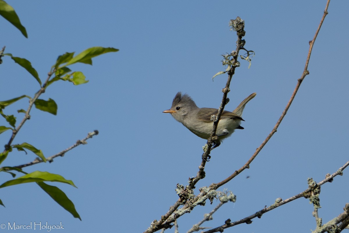 Southern Beardless-Tyrannulet - ML384932941