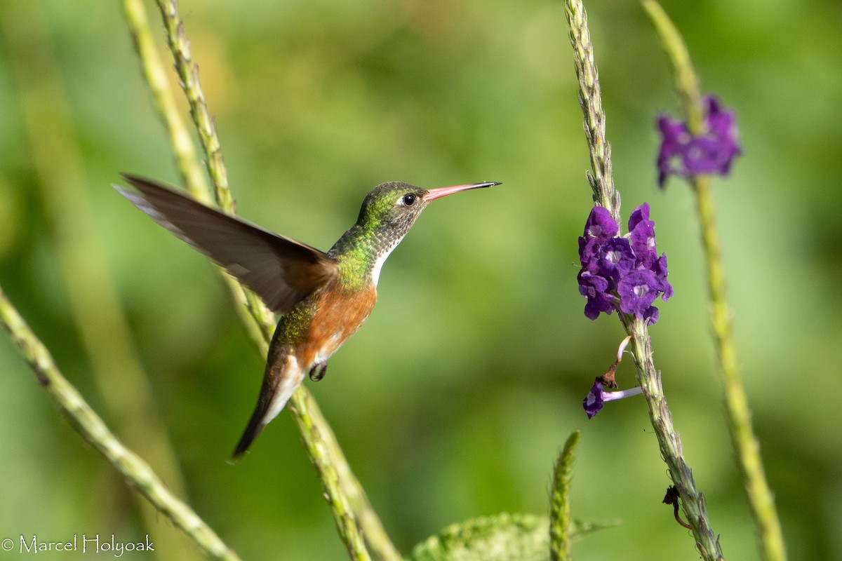 kolibřík Amazilin - ML384933181