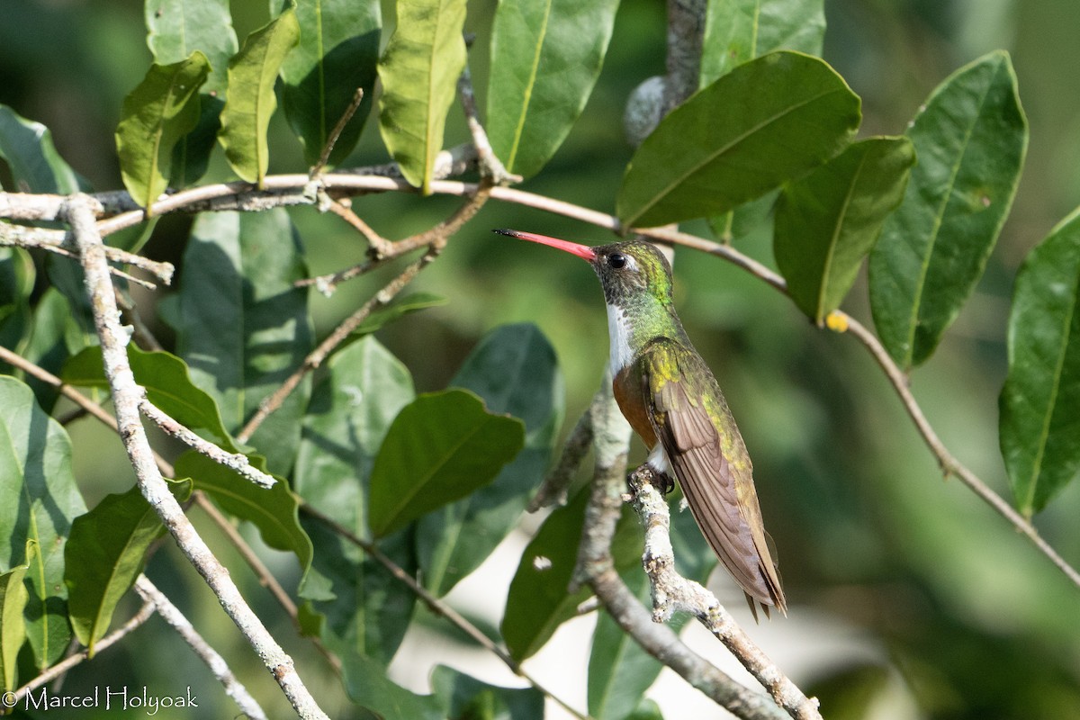 Amazilia Hummingbird - ML384933201