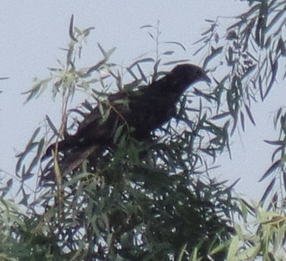 Oriental Honey-buzzard - ML384933611