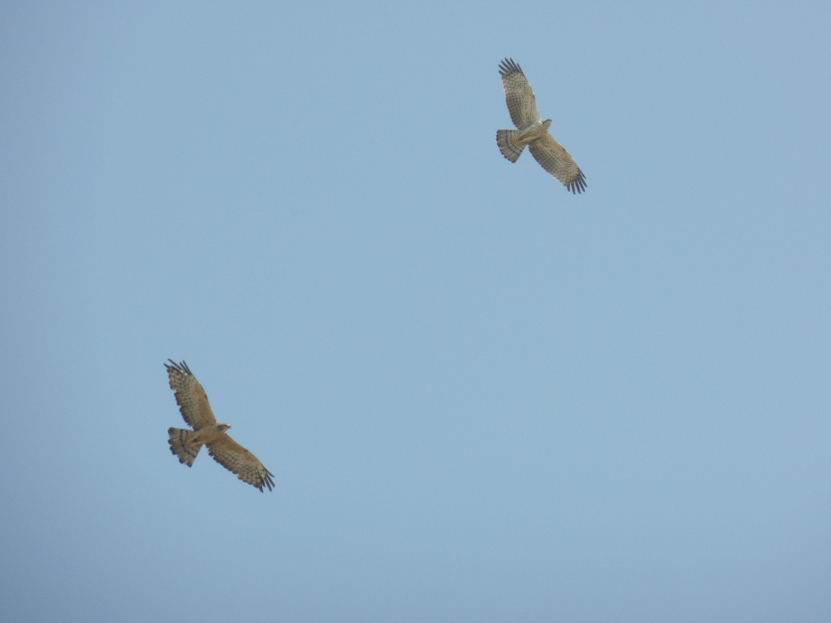 Oriental Honey-buzzard - ahmad mohammadi ravesh