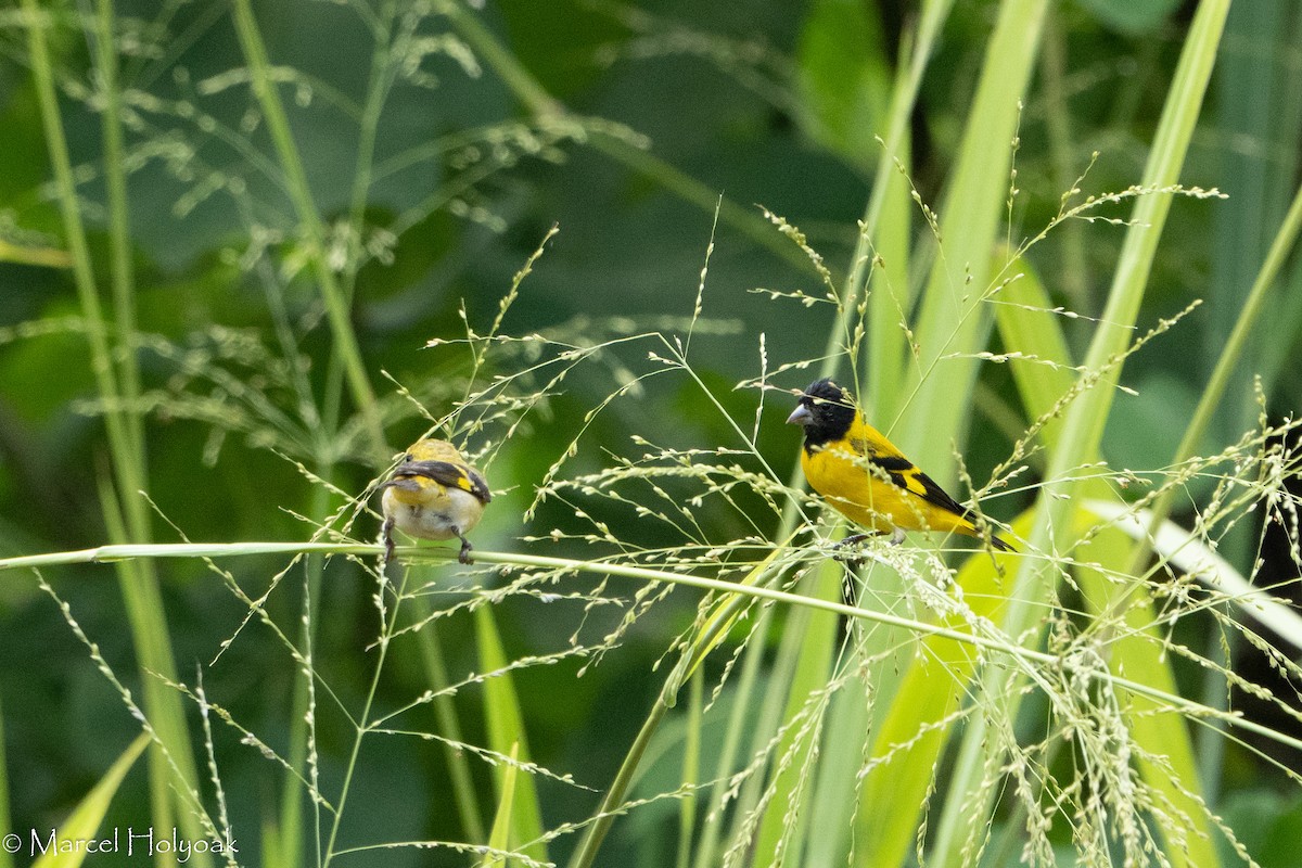 Saffron Finch - Marcel Holyoak