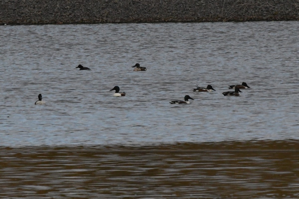 Northern Shoveler - ML384935761