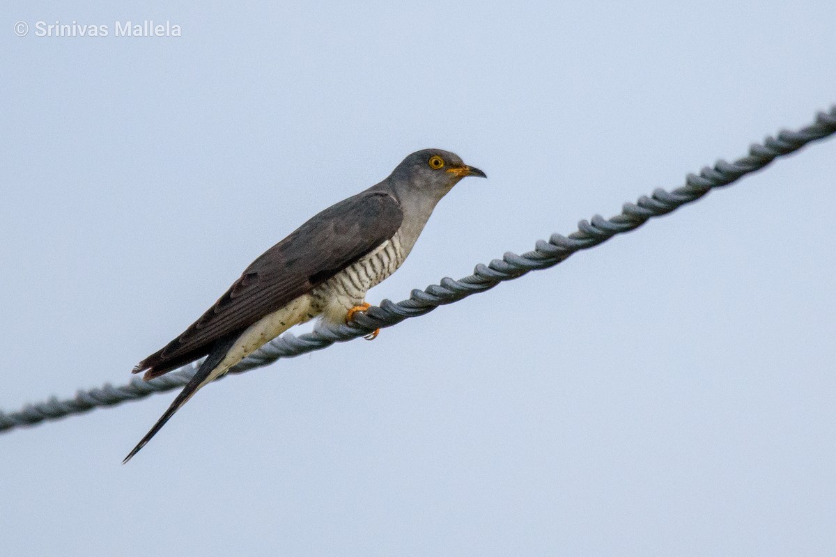 Common Cuckoo - ML384936741