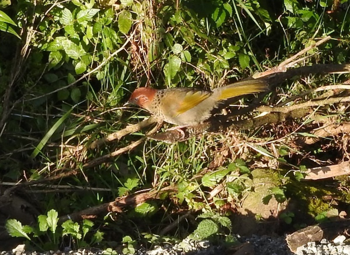 Chestnut-crowned Laughingthrush - Subbu Subramanya