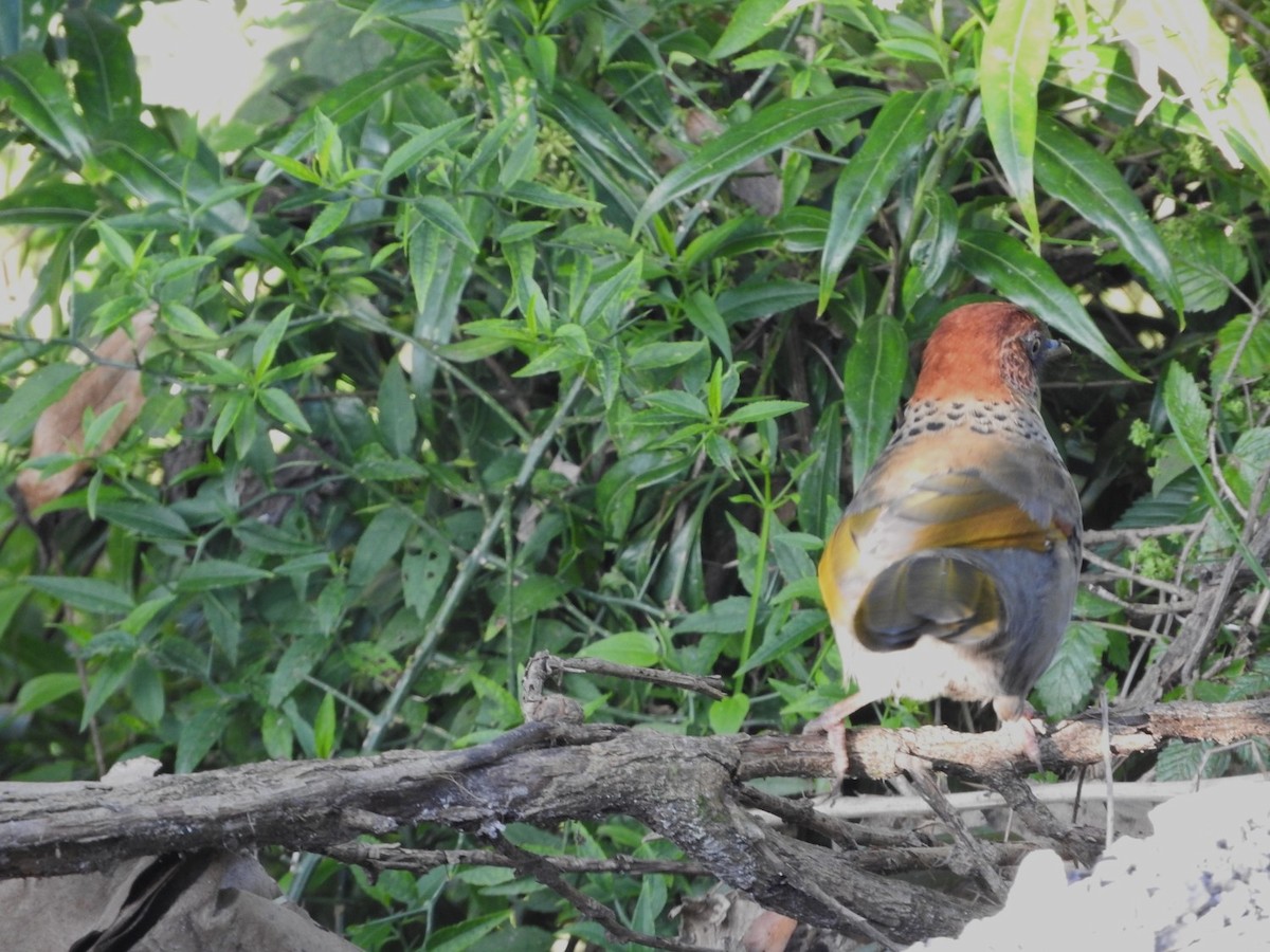 Chestnut-crowned Laughingthrush - Subbu Subramanya