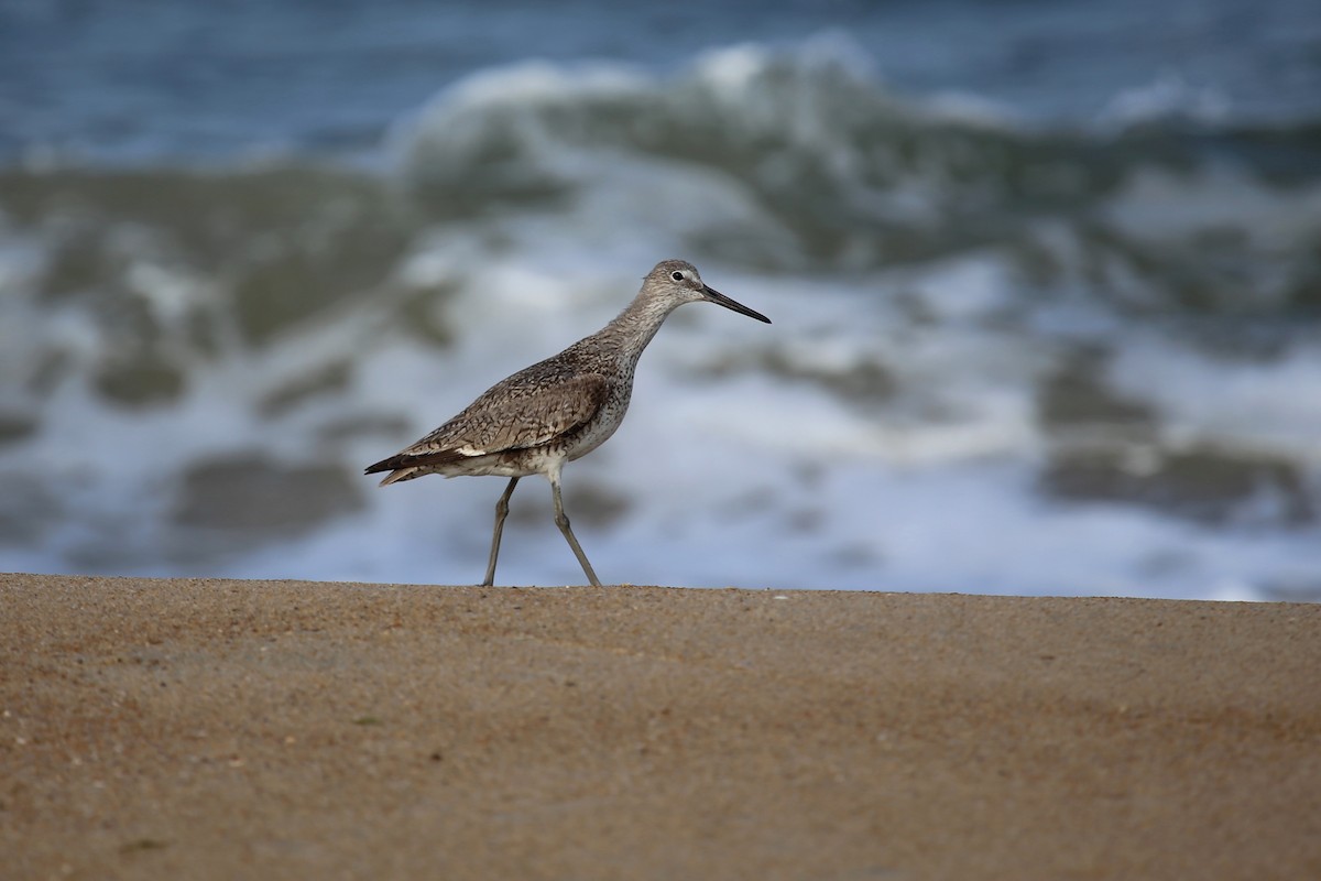 Willet - ML384938131