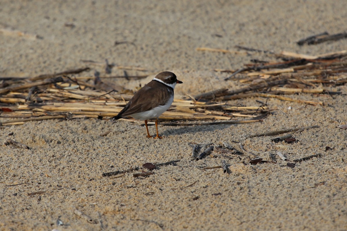 Semipalmated Plover - Rob Bielawski