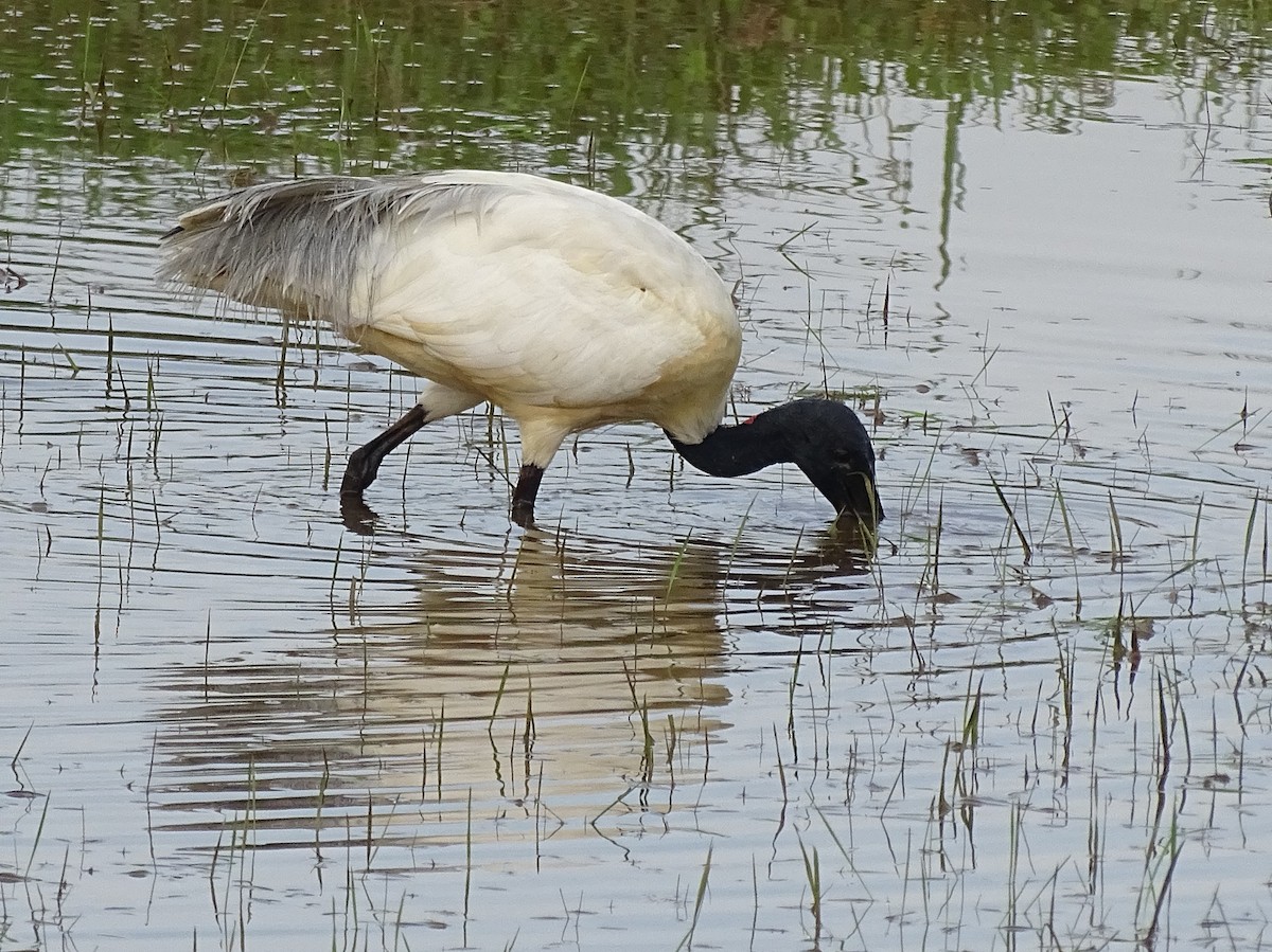ibis černohlavý - ML384940891