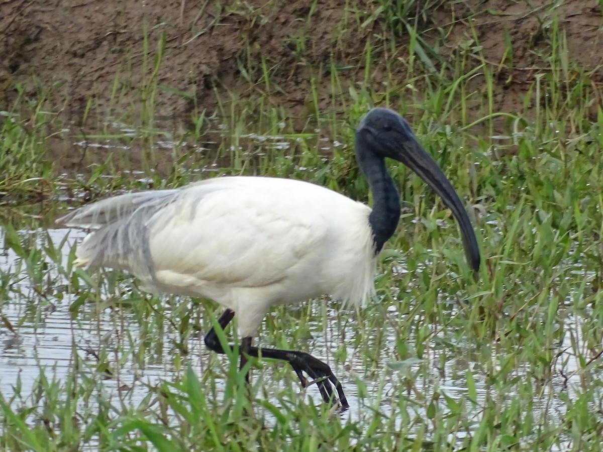 ibis černohlavý - ML384940931