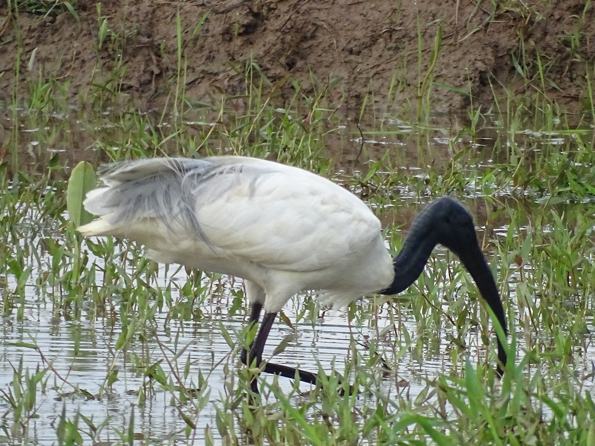 ibis černohlavý - ML384940951