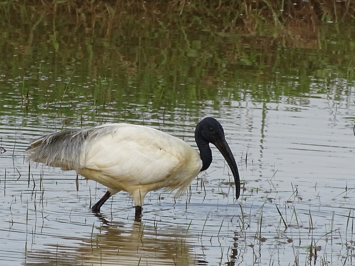 ibis černohlavý - ML384940961