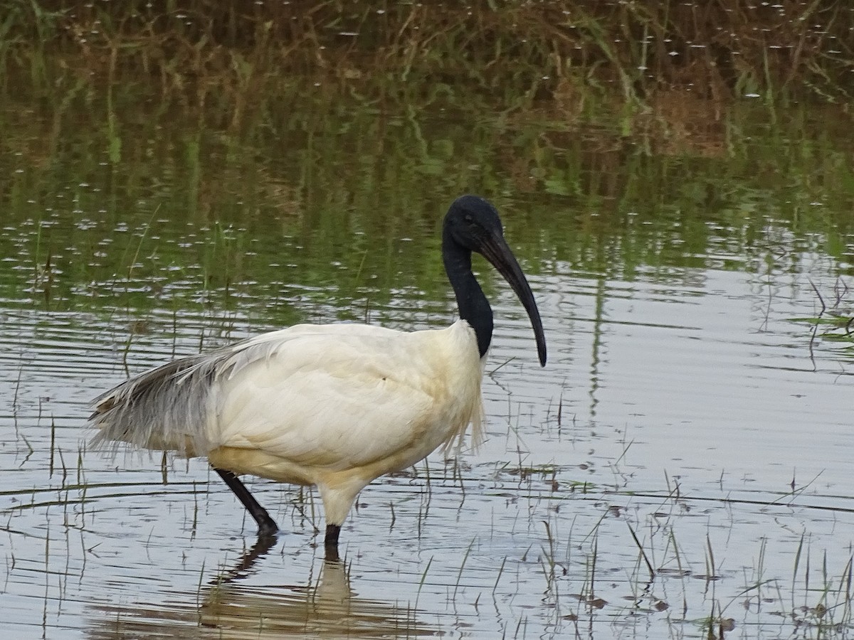 ibis černohlavý - ML384940991