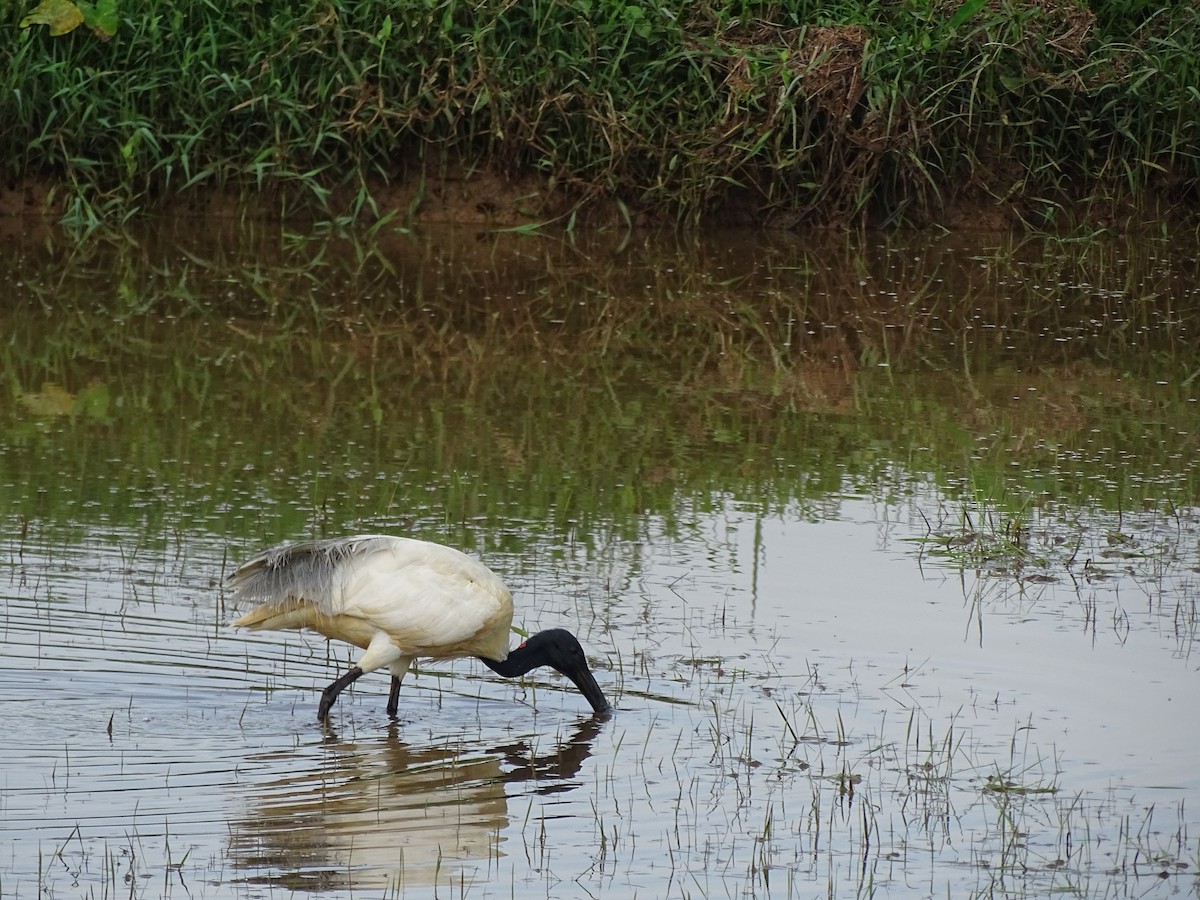 ibis černohlavý - ML384941001
