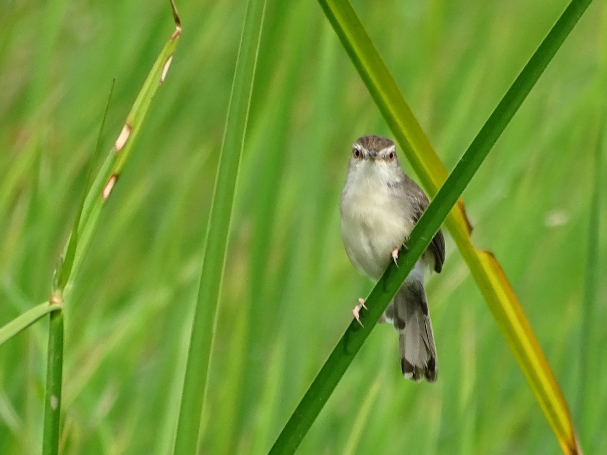 Plain Prinia - ML384941381