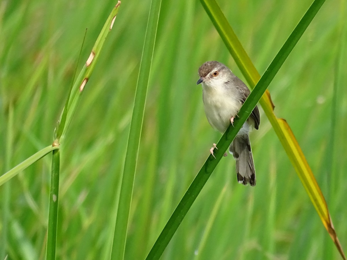 Plain Prinia - ML384941401