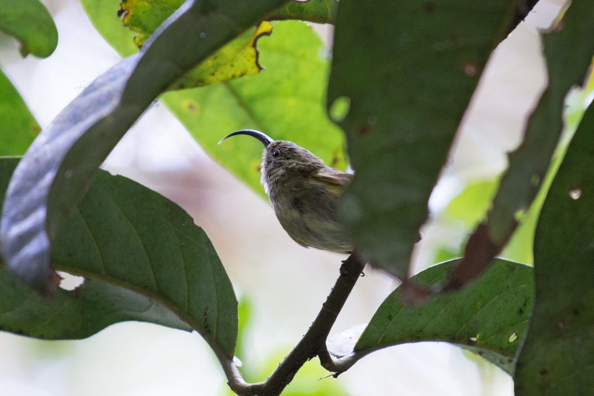 Common Sunbird-Asity - ML38494331