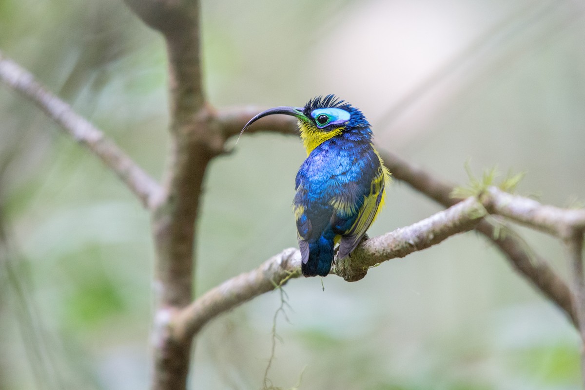Common Sunbird-Asity - John C. Mittermeier