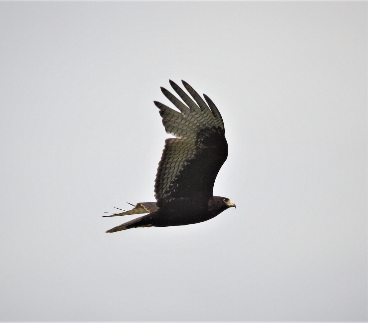 Zone-tailed Hawk - ML384943771