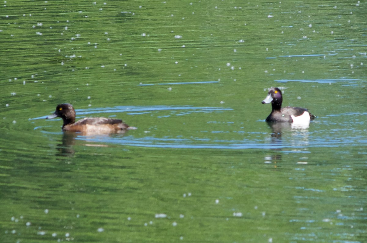 Tufted Duck - ML384944791