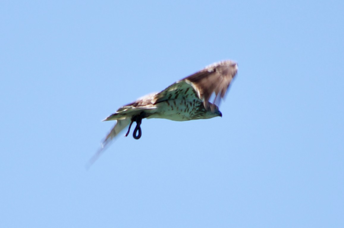 Short-toed Snake-Eagle - ML384945091