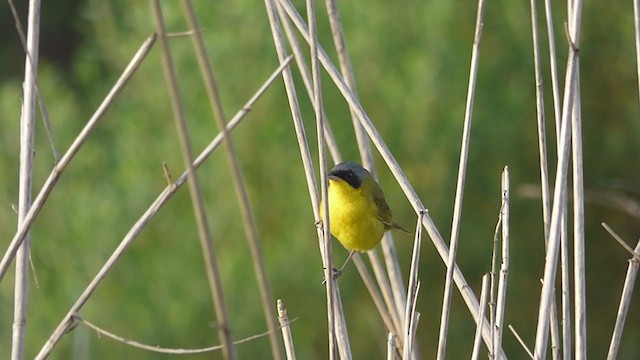 Southern Yellowthroat - ML384946221