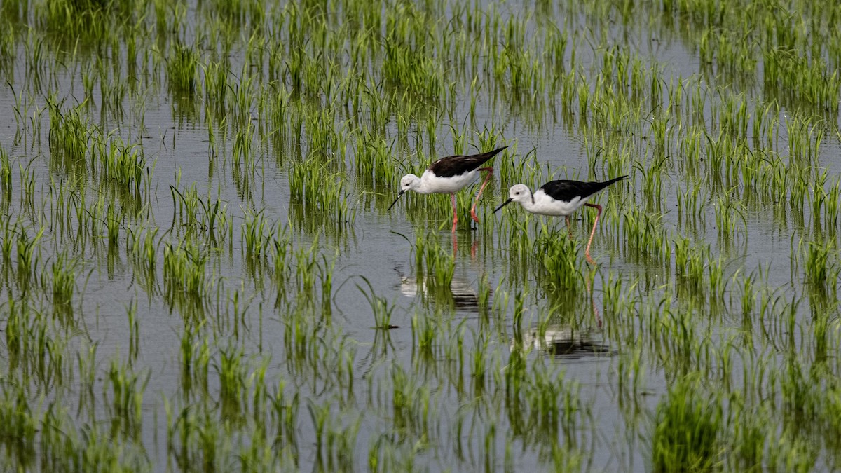 Black-winged Stilt - ML384950961