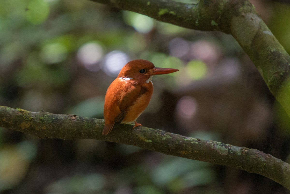 Madagascar Pygmy Kingfisher - John C. Mittermeier