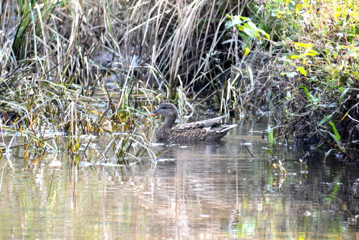 Gadwall - Sipu Kumar