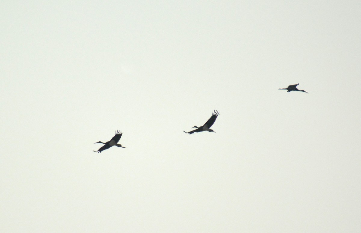 Black-necked Stork - Sipu Kumar