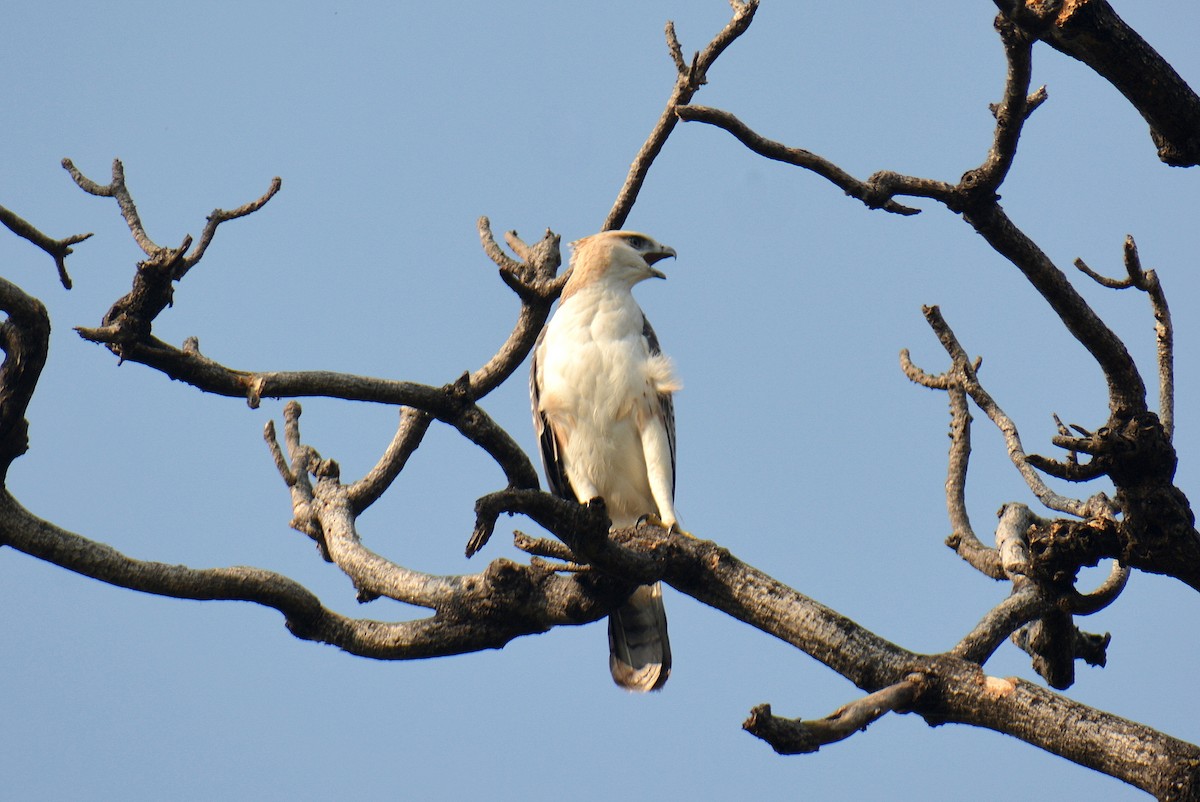 Changeable Hawk-Eagle (Changeable) - Sipu Kumar