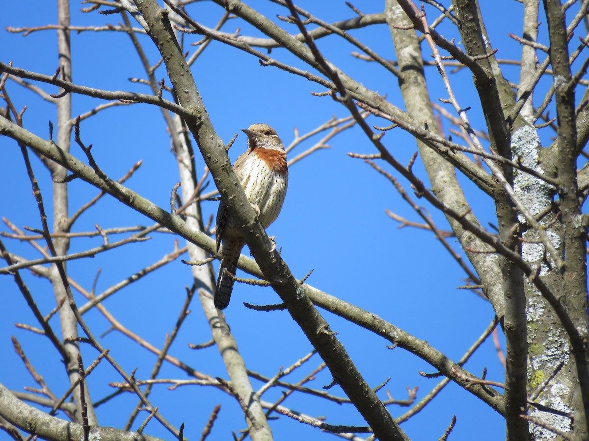 Rufous-necked Wryneck (Rufous-necked) - ML38495201