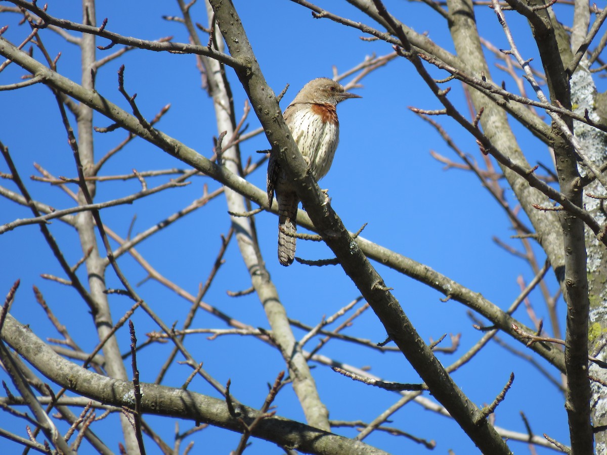 Rufous-necked Wryneck (Rufous-necked) - Brad Arthur