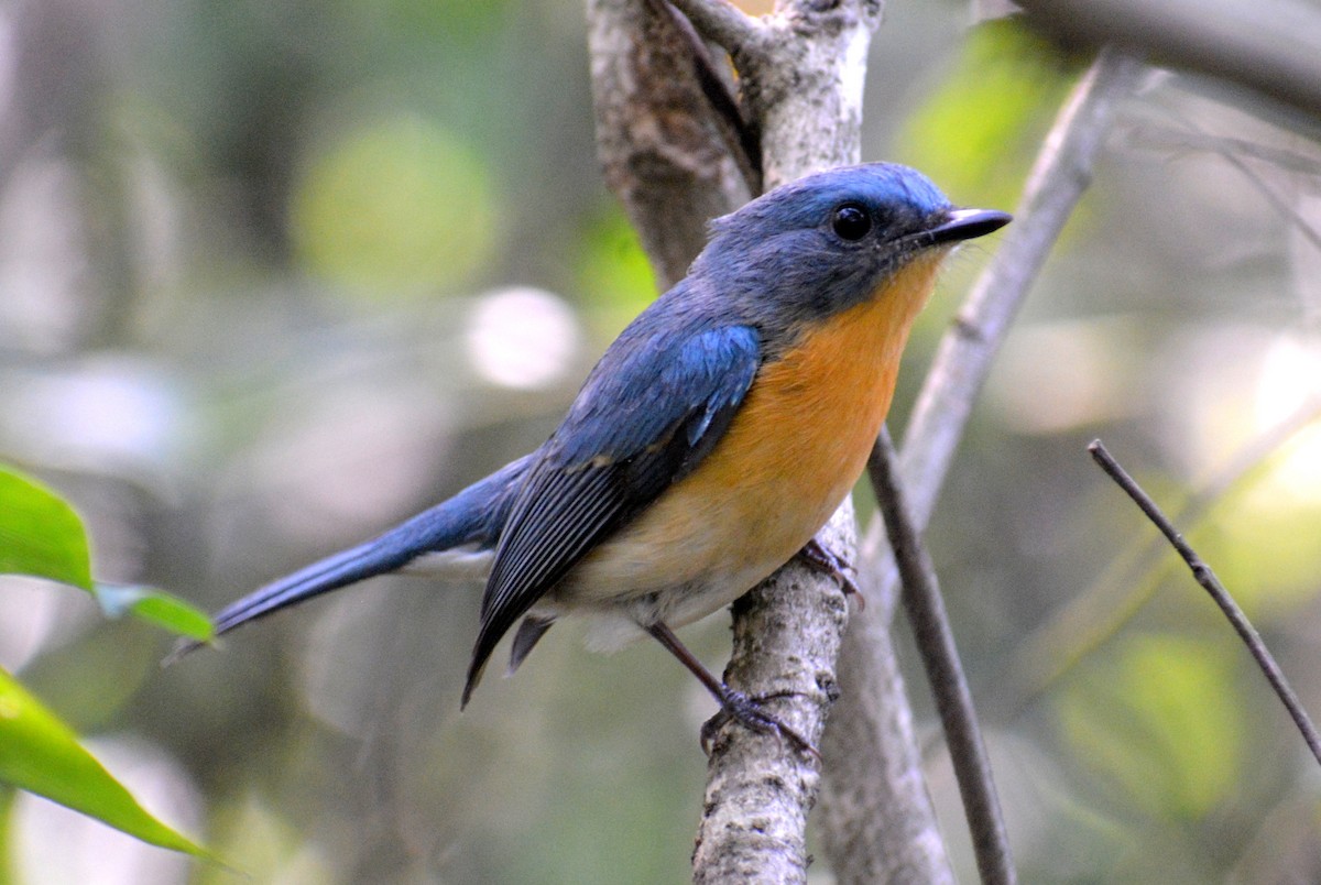 Tickell's Blue Flycatcher - ML384952111