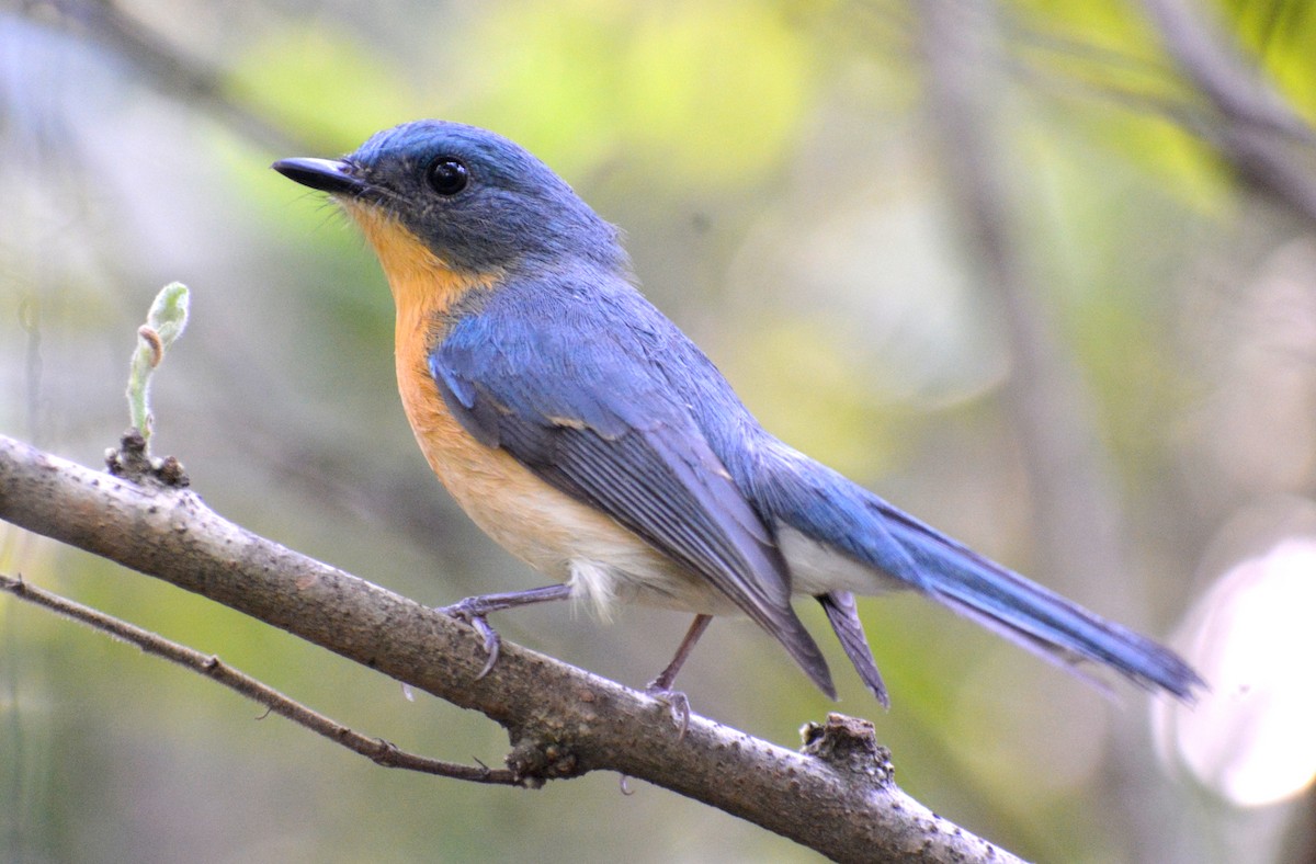 Tickell's Blue Flycatcher - ML384952181