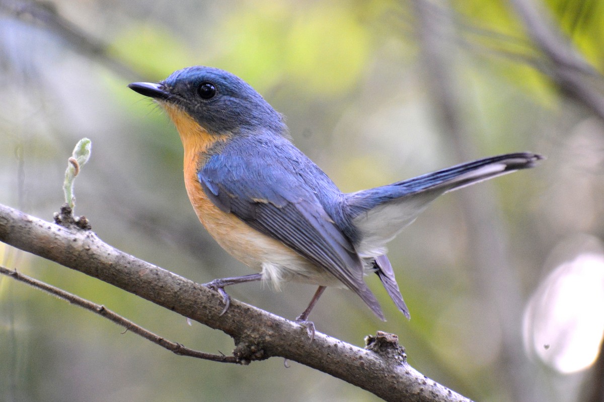 Tickell's Blue Flycatcher - Sipu Kumar