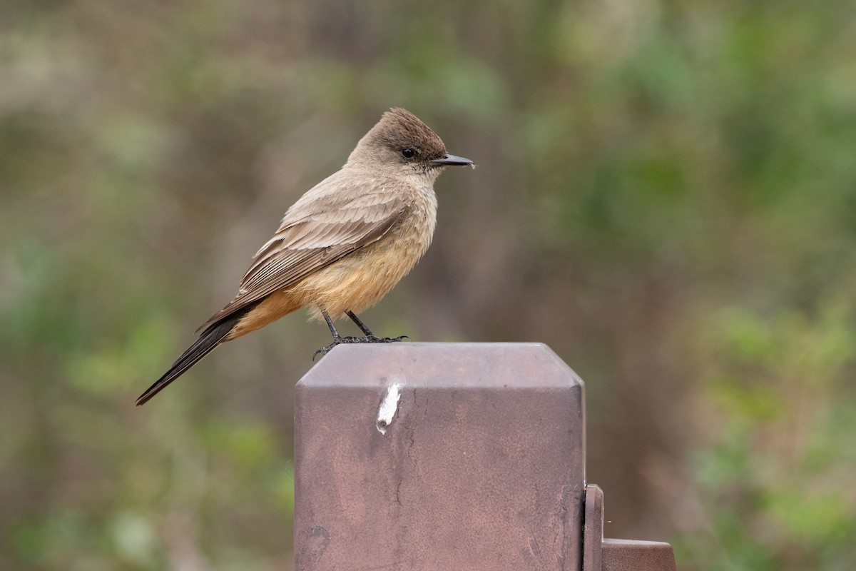 Say's Phoebe - ML384952201