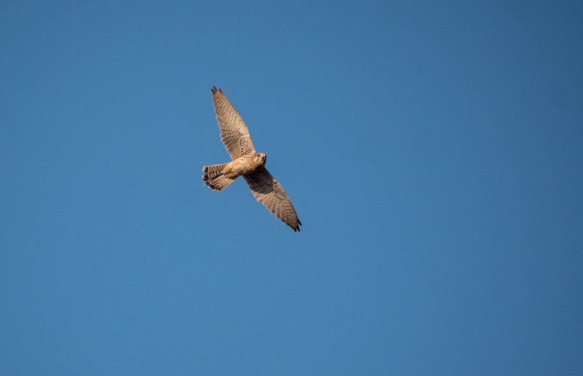 Eurasian Kestrel - ML384952621