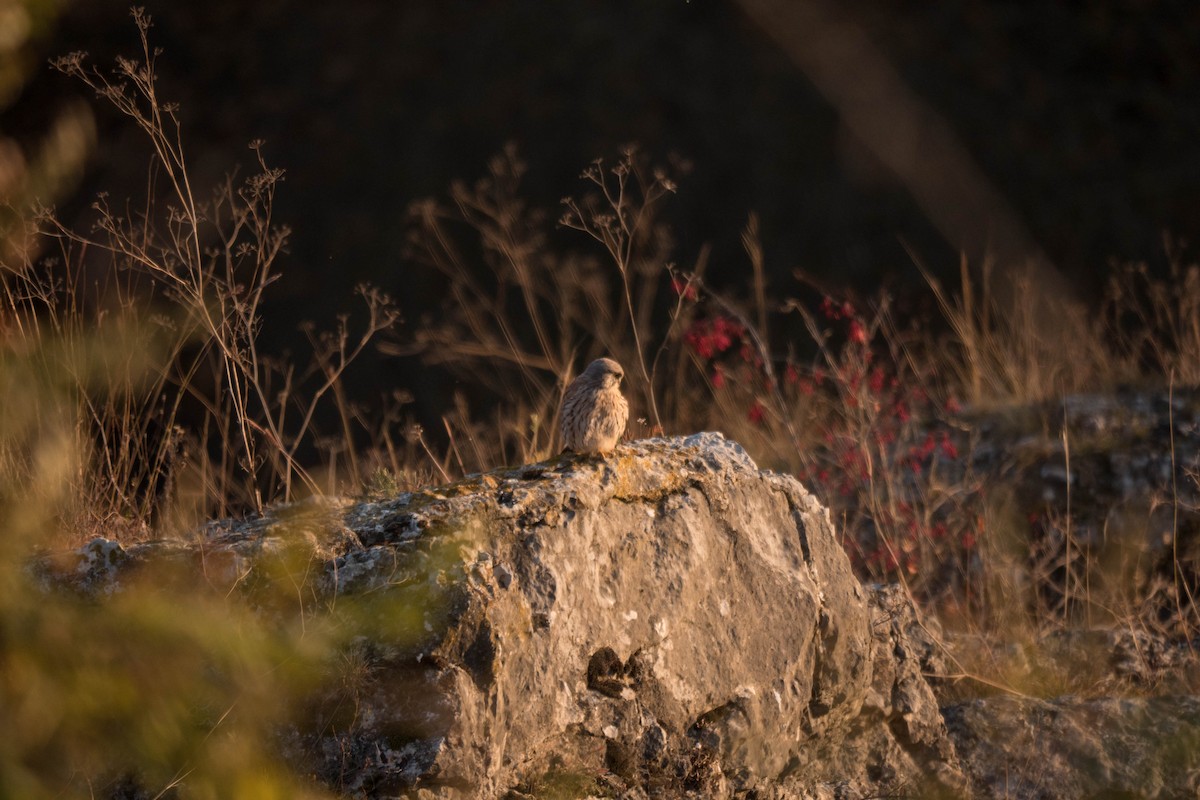 Eurasian Kestrel - ML384952681