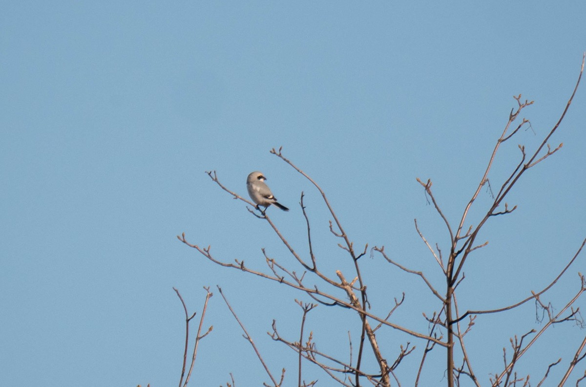 Great Gray Shrike - ML384952701