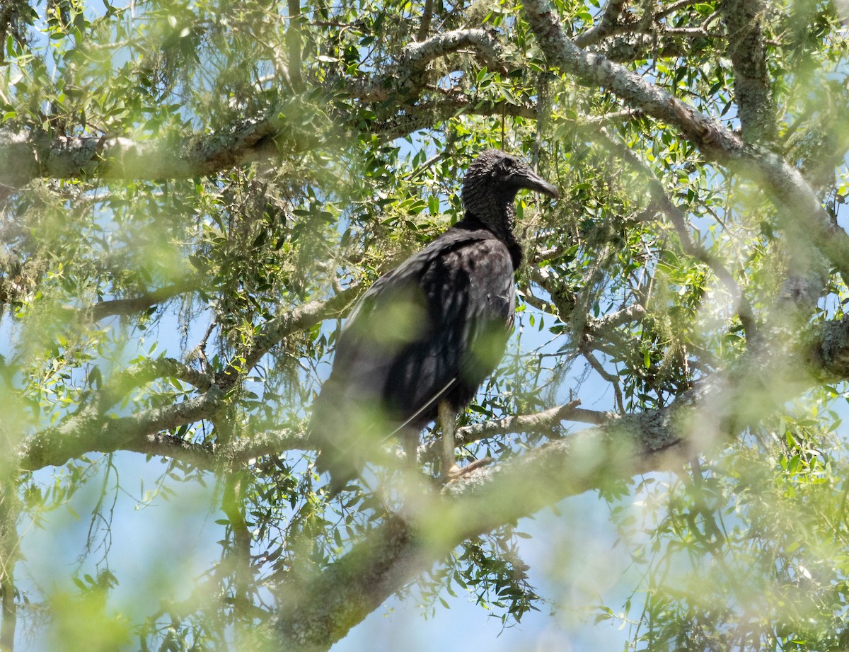 Black Vulture - Jose Navarro