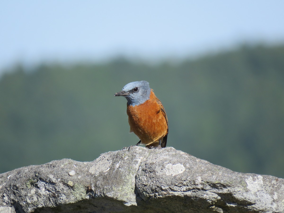 Cape Rock-Thrush - Brad Arthur