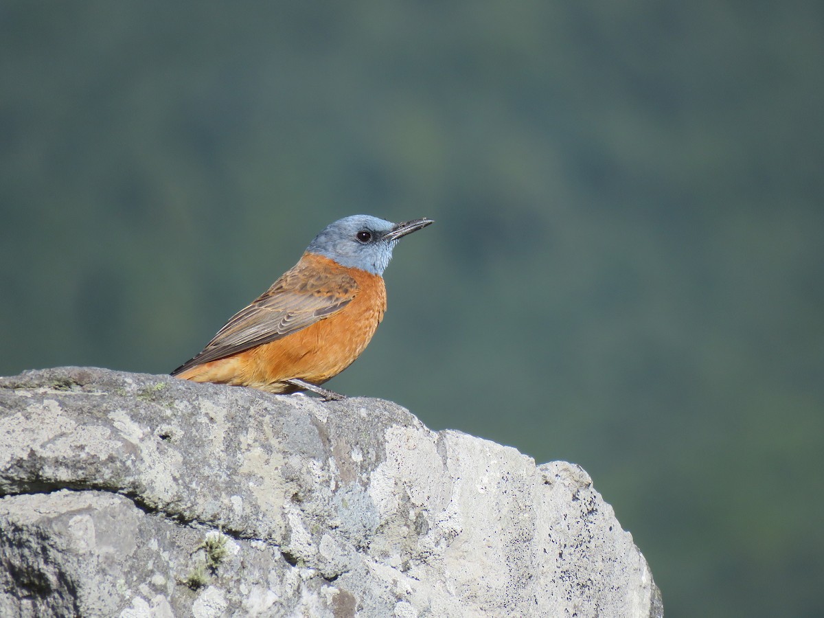 Cape Rock-Thrush - Brad Arthur