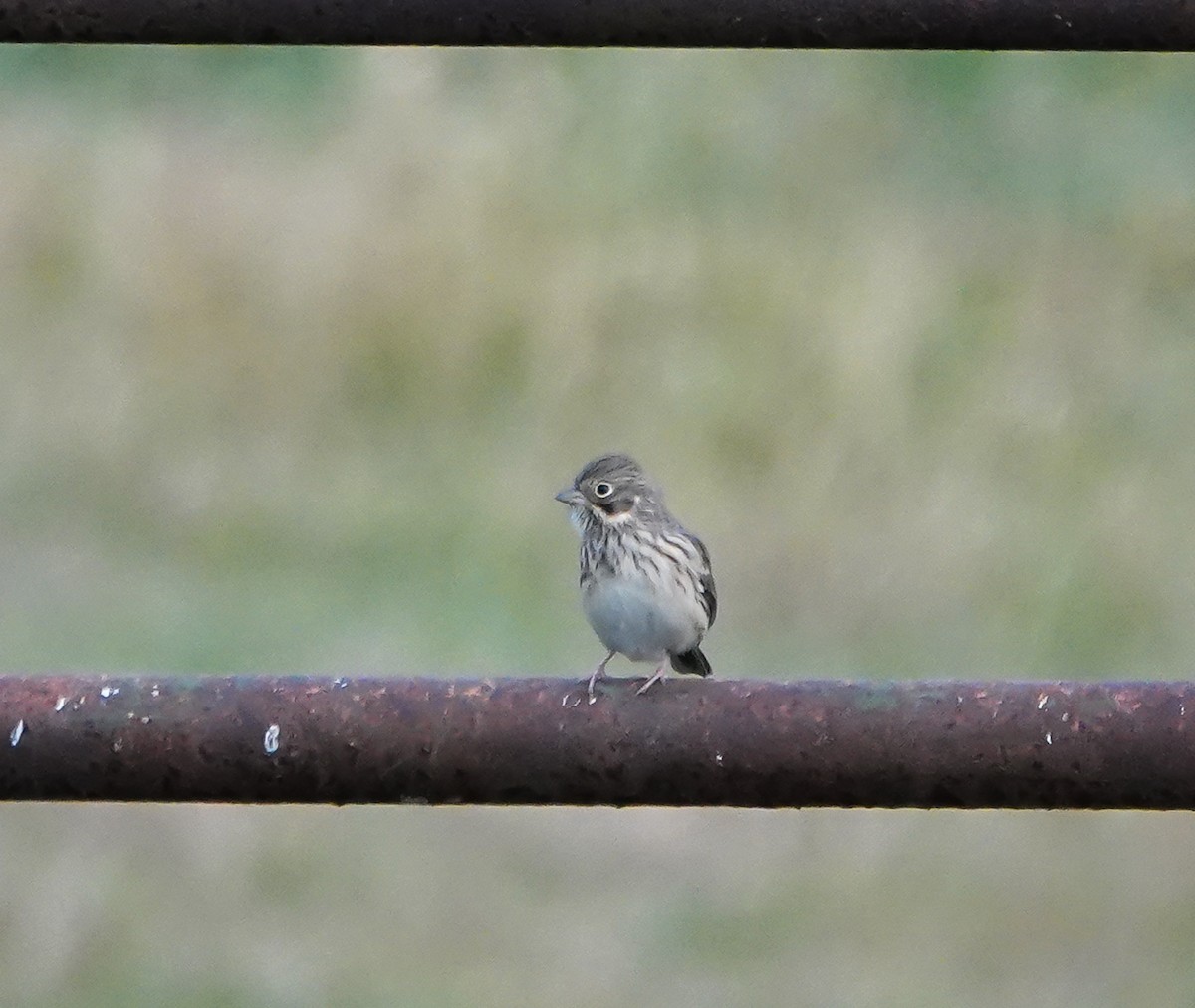 Vesper Sparrow - ML384954061