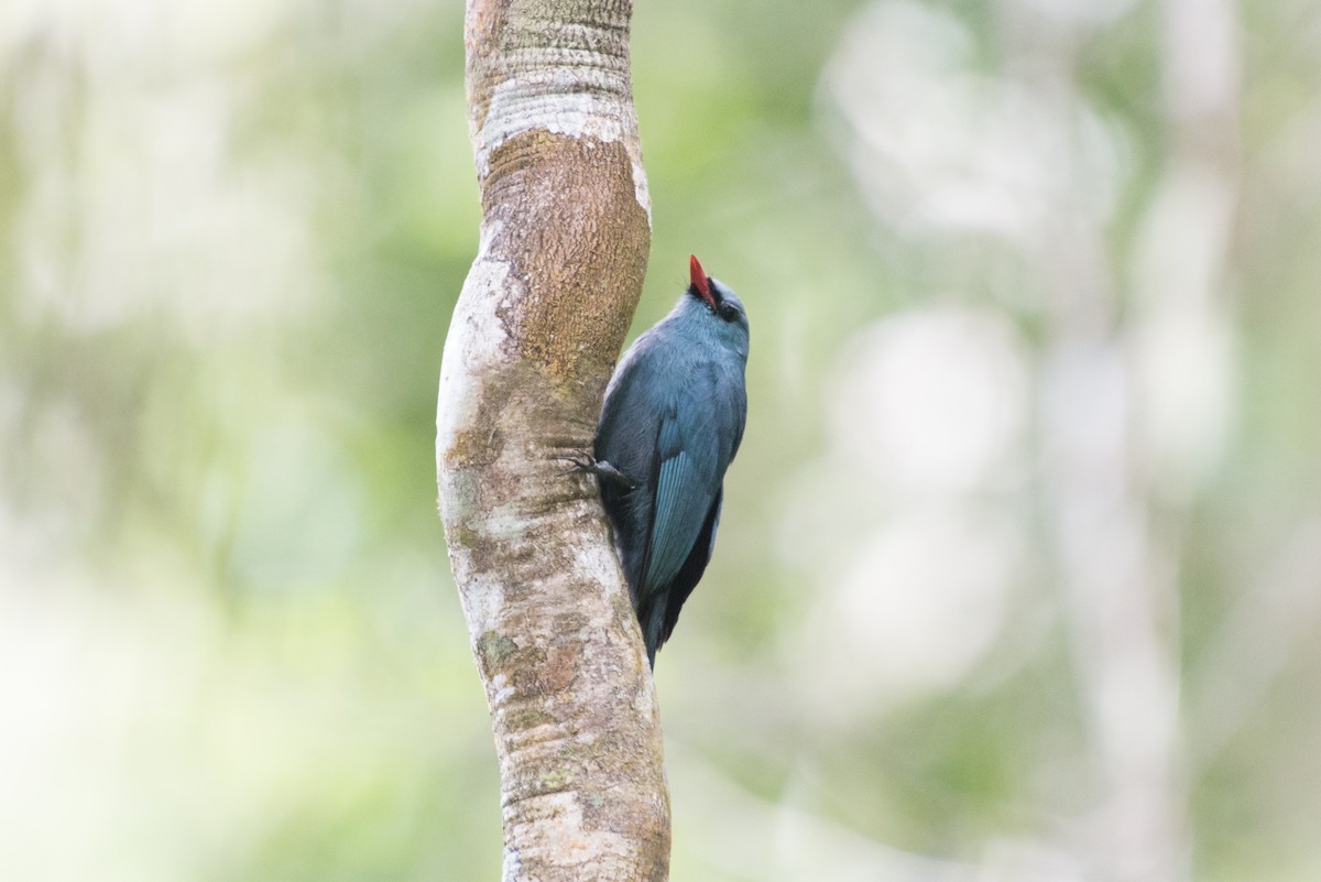 Nuthatch-Vanga - ML38495411