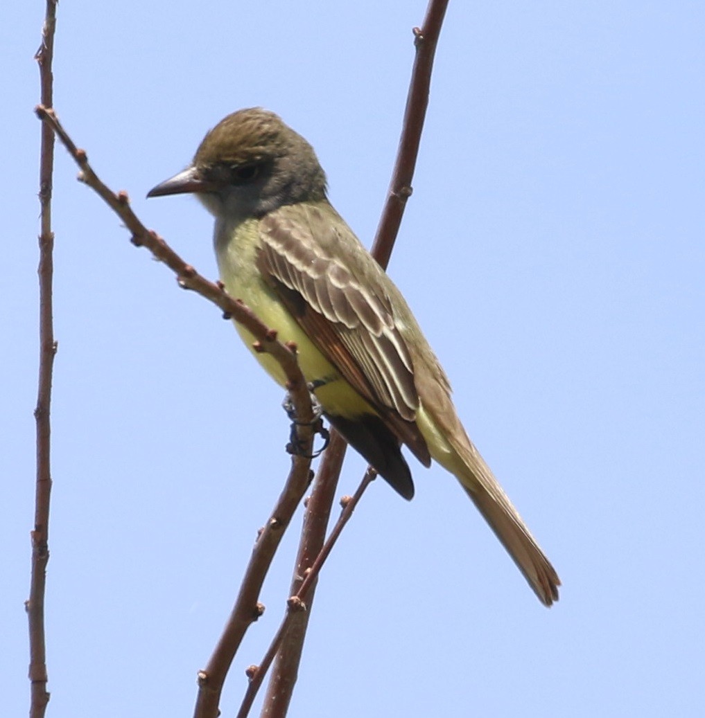 Great Crested Flycatcher - ML384954451